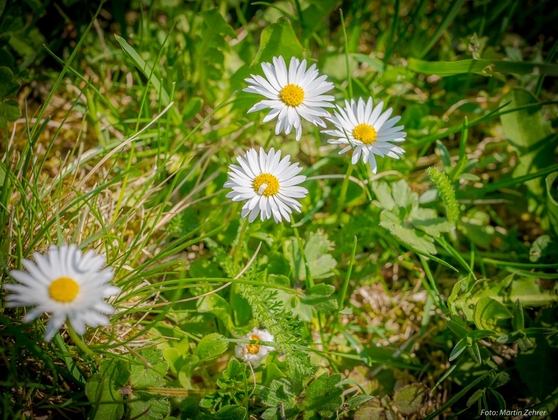 Foto: Martin Zehrer - Der Frühlings-Sonne entgegen... Diese Gänseblümchen gucken droben am Armesberg der Sonne entgegen.<br />
<br />
Ein wunderbarer Frühlingstag mit ca. 25 Grad Wärme...<br />
<br />
21.4.2018 