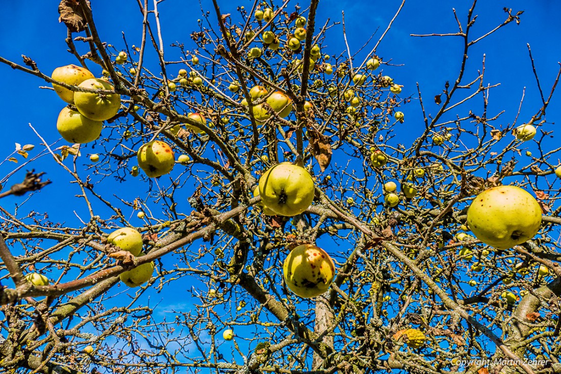 Foto: Martin Zehrer - Nimm uns mit... Apfelbaum bei Godas! 