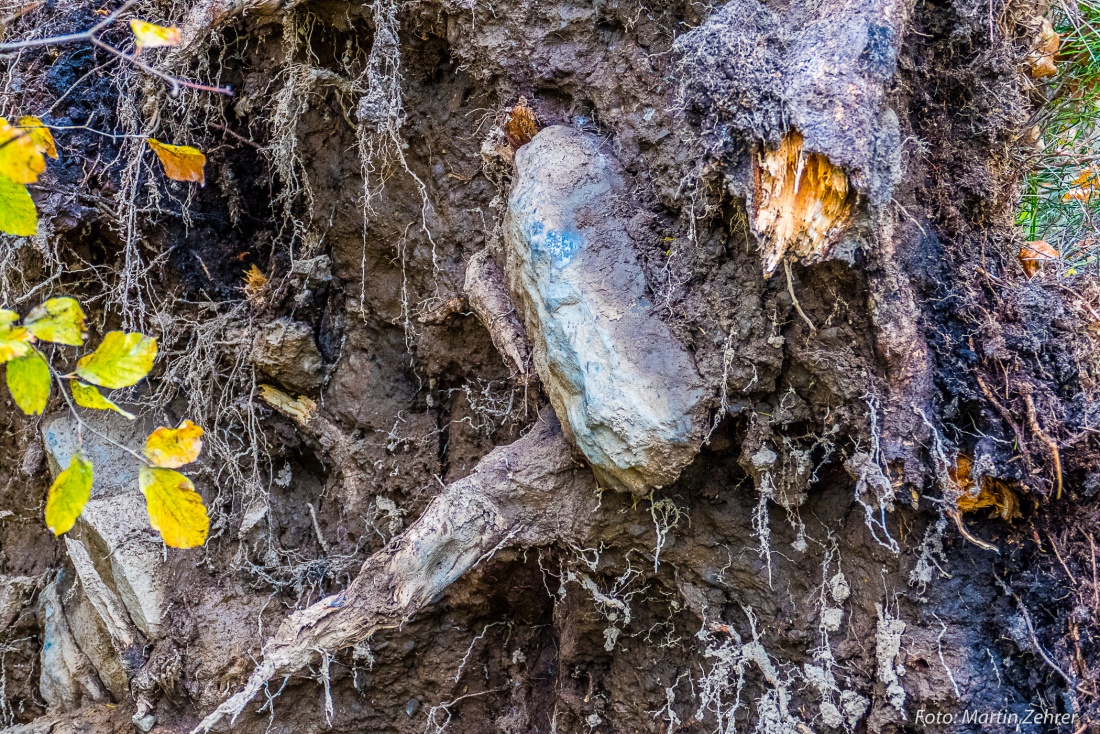 Foto: Martin Zehrer - Näher dran... Die Unterseite eines entwurzelten Baumes. Selbst Steine wuchsen mit in das Wurzelgeflecht hinein. Dieser Baum stand im Wald des Armesbergs und wurde am 5. N 