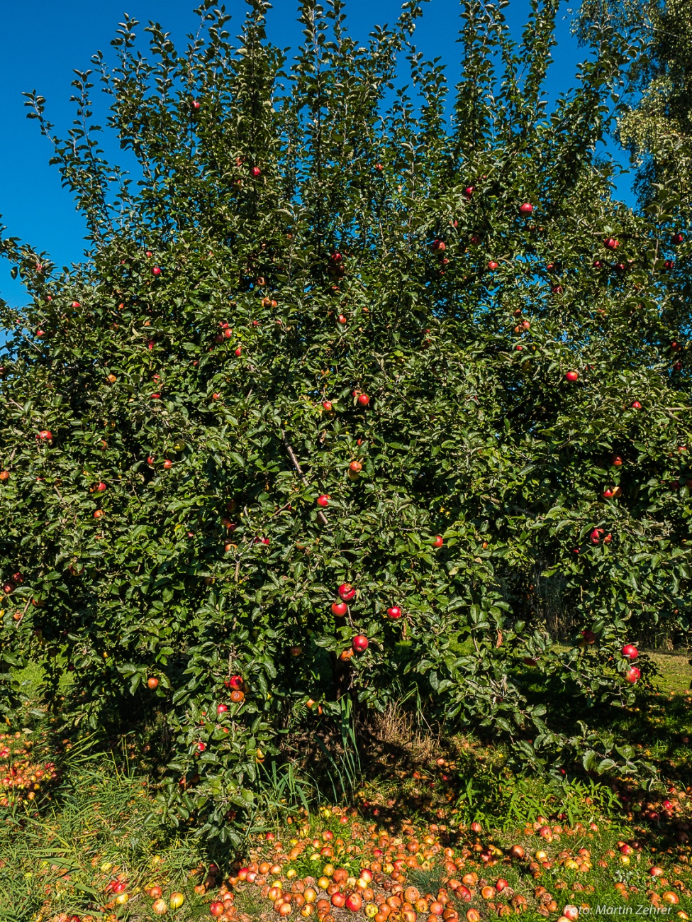 Foto: Martin Zehrer - Apfelbaum... Ich kann nicht anders, ich muss mir einen ausleihen! ;-) 