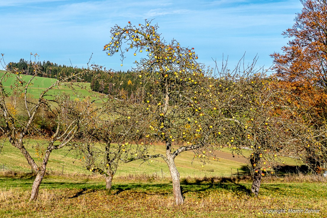 Foto: Martin Zehrer - Ein Apfelbaum vom Palas in Godas. Ganz schön schief ;-) 