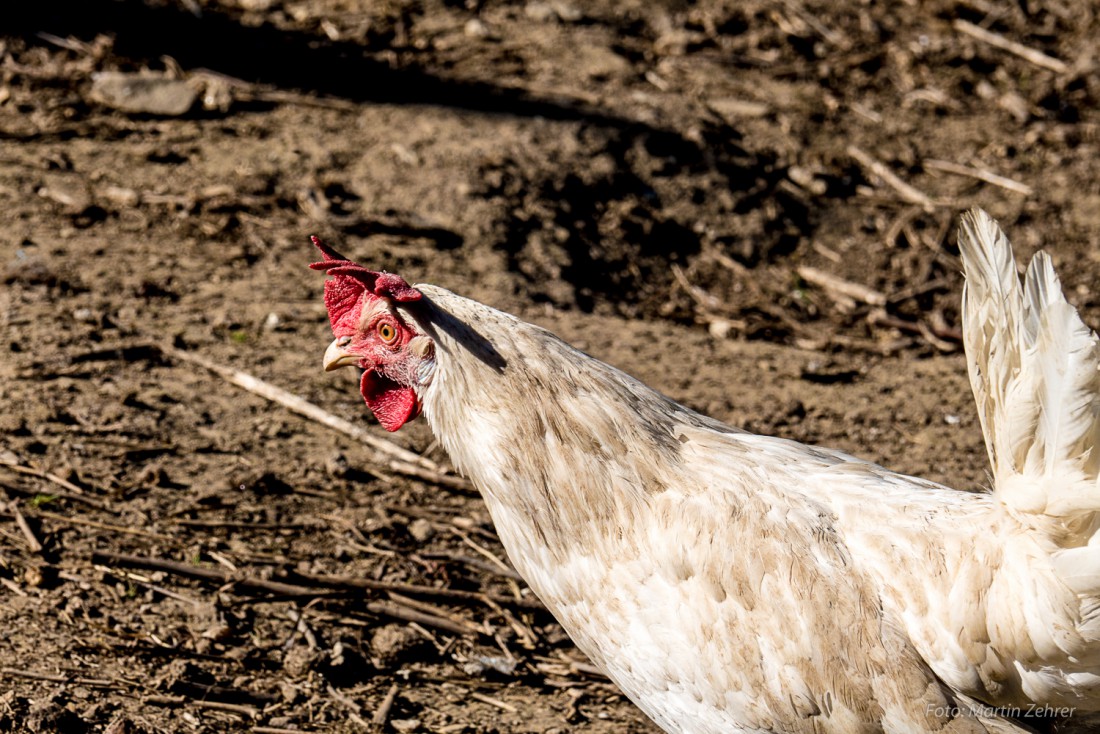 Foto: Martin Zehrer - Seh ich da einen Wurm oder was??? Henne auf Köstlers Bauernhof in Hermannsreuth bei Ebnath 