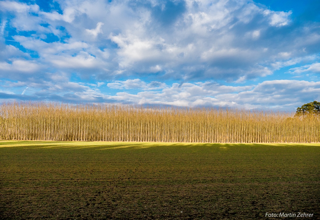 Foto: Martin Zehrer - Könnte das ein Energie-Wald sein? Oder sind das Weiden-Bäumchen zum Weiterverarbeiten?  