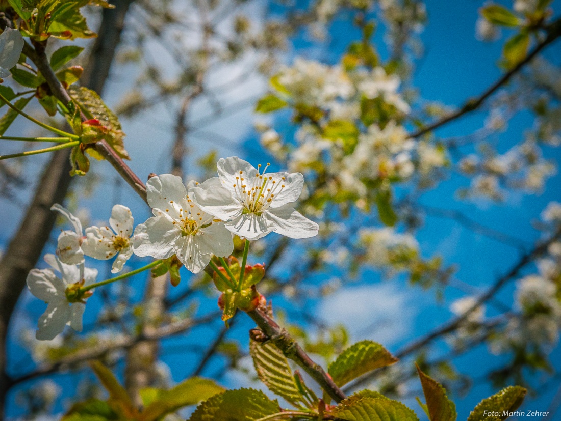 Foto: Martin Zehrer - Blüten-Bracht auf dem Armesberg droben... 21.4.2018 - Ein Sommertag mitten im Frühling... 