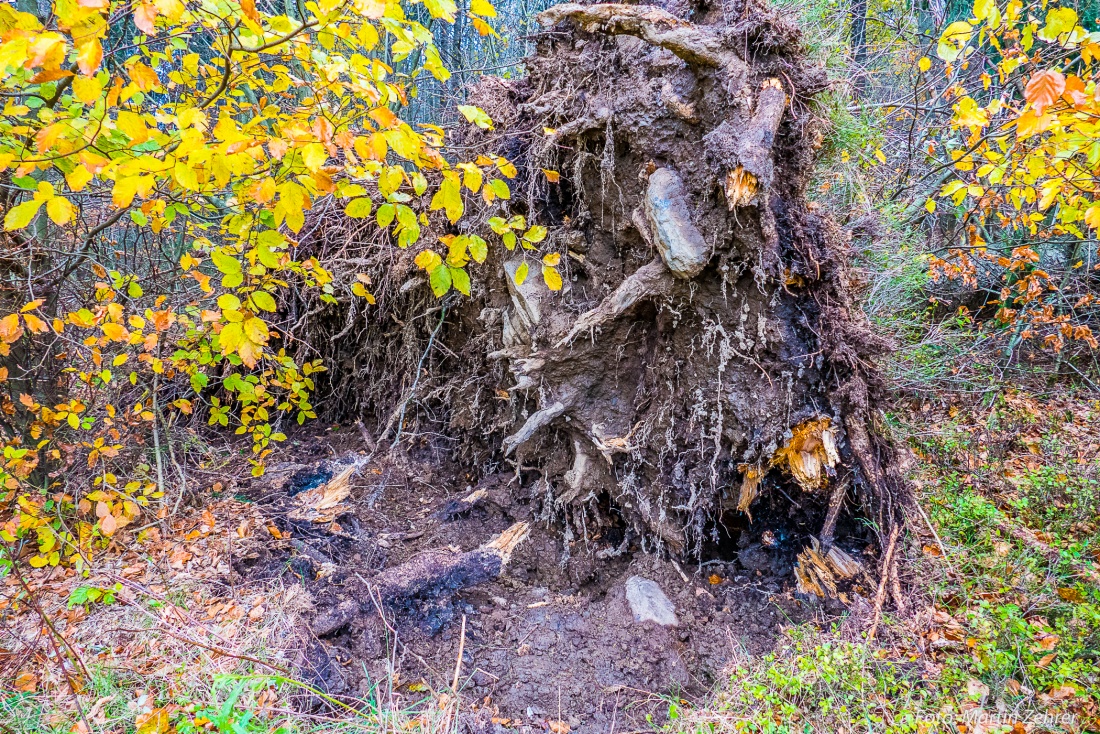 Foto: Martin Zehrer - Ein von dem letzten Sturm entwurzelter und umgefallener Baum. Näher dran sind wir in der nächsten Aufnahme. 