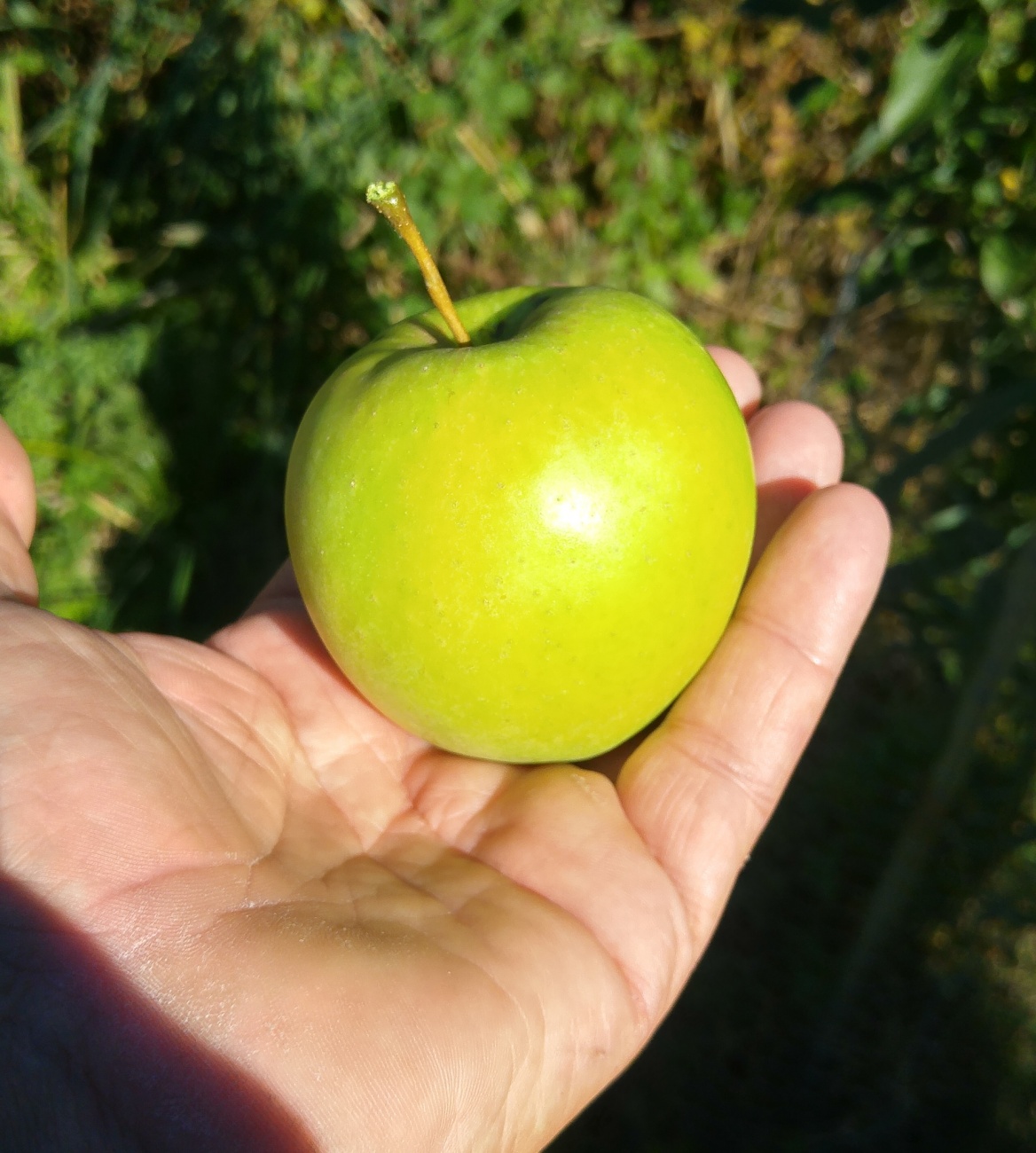 Foto: Martin Zehrer - Wie aus dem Bilderbuch... Der Apfel eines einjährigen Baumes kurz vorm Vernaschen... ;-) 