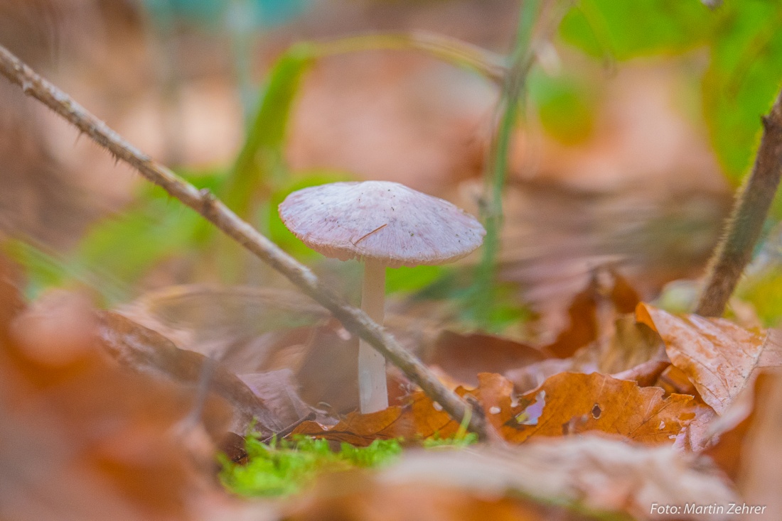 Foto: Martin Zehrer - Ein kleiner Pilz im Herbst, im Wald des Armesbergs...<br />
<br />
Gesehen am 5. November 2017... 