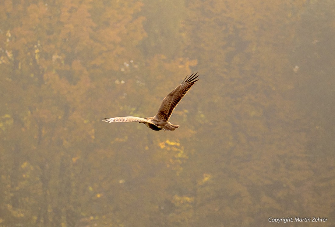 Foto: Martin Zehrer - Frei wie ein Hacht ;-) Gesehen am Leifer bei Kemnath im Herbst 2015 