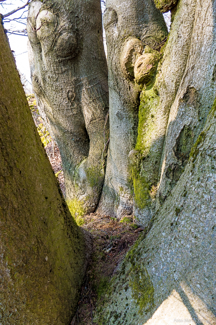 Foto: Martin Zehrer - Baum-Geschichten... :-)<br />
<br />
Samstag, 23. März 2019 - Entdecke den Armesberg!<br />
<br />
Das Wetter war einmalig. Angenehme Wärme, strahlende Sonne, die Feldlerchen flattern schrei 