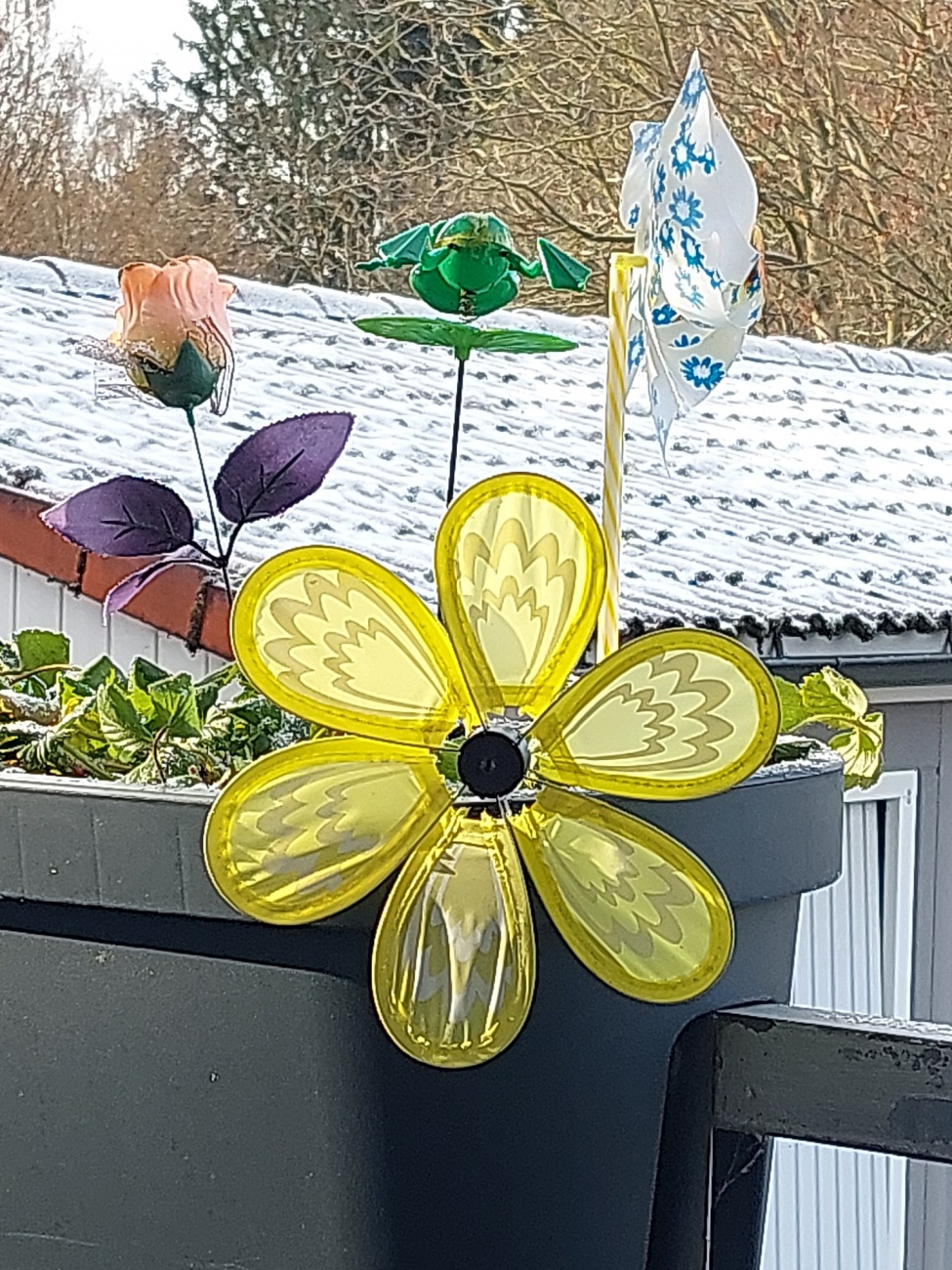 Foto: Martin Zehrer - Im Winterwind tanzen die Farben, ein gelb leuchtender Traum entfaltet seine Strahlen. Die Blüte, ein Lächeln gegen die Kälte, umarmt die winterlichen Morgenstunden. <br />
Fros 