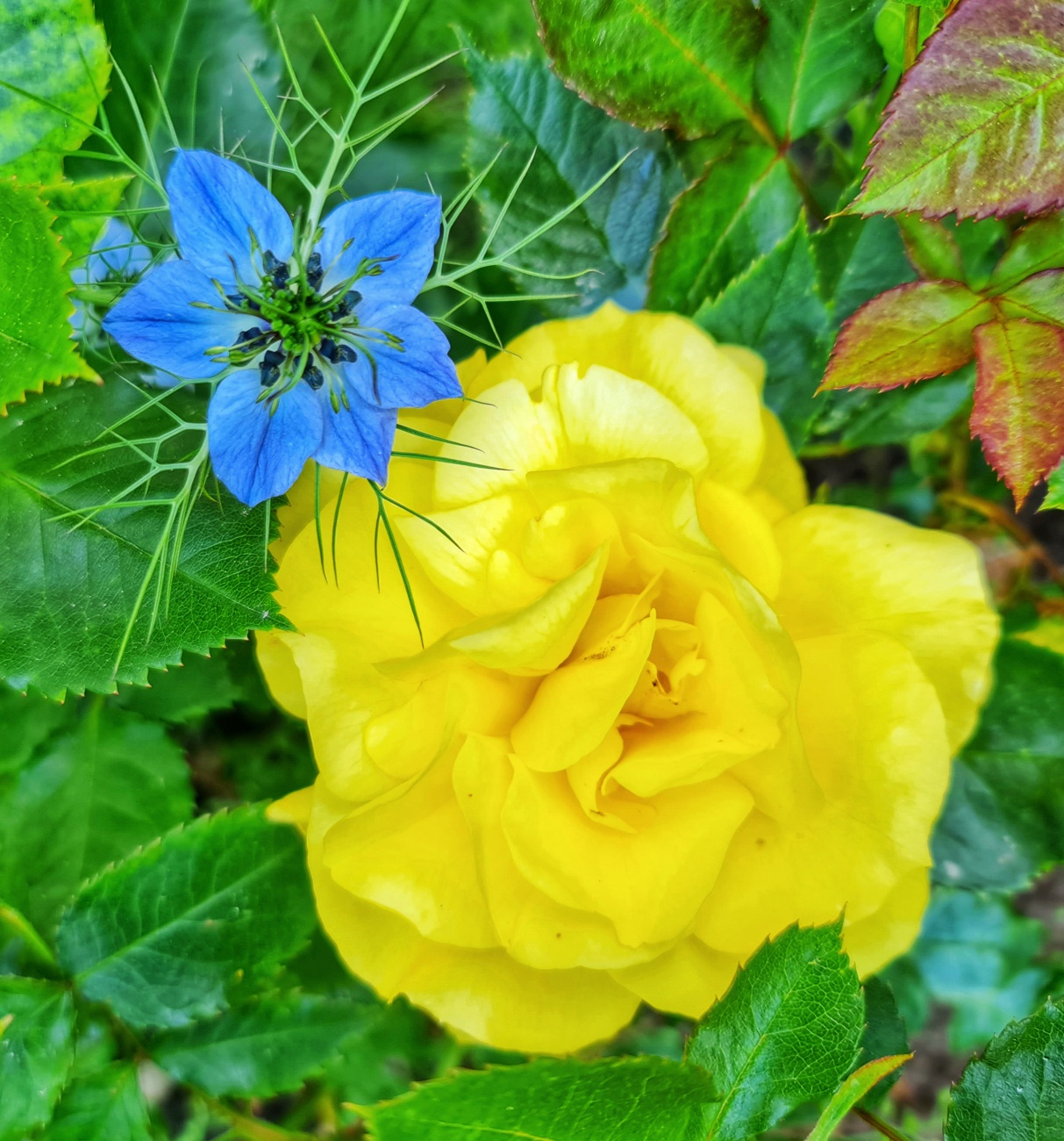 Foto: Jennifer Müller - Das neusorger Rosen-Paradies. 