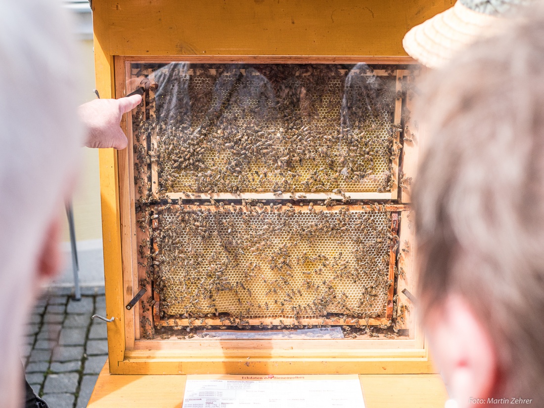 Foto: Martin Zehrer - Ein Bienen-Schaukasten für die Besucher des kemnather Bauernmarktes. Hier konnte man live beobachten, wie sich die kleinen Honigsammler verhalten. Auch eine Bienen-Königi 