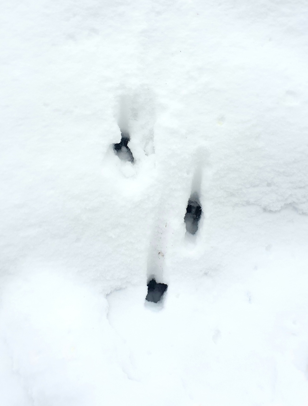 Foto: Martin Zehrer - Spuren im Schnee... wer war das?<br />
<br />
Winter-Spaziergang zwischen Neusteinreuth und Godas... 