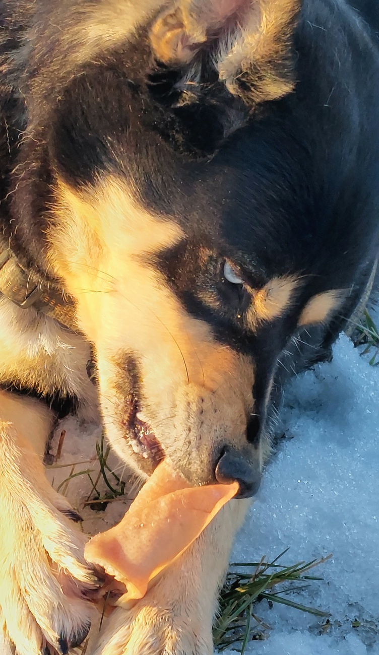 Vito genießt sein Schweineohr!

Vito wohnt im Tierheim Tirschenreuth und wartet auf ein neues, liebes Frauchen bzw. Herrchen oder auf beide!
