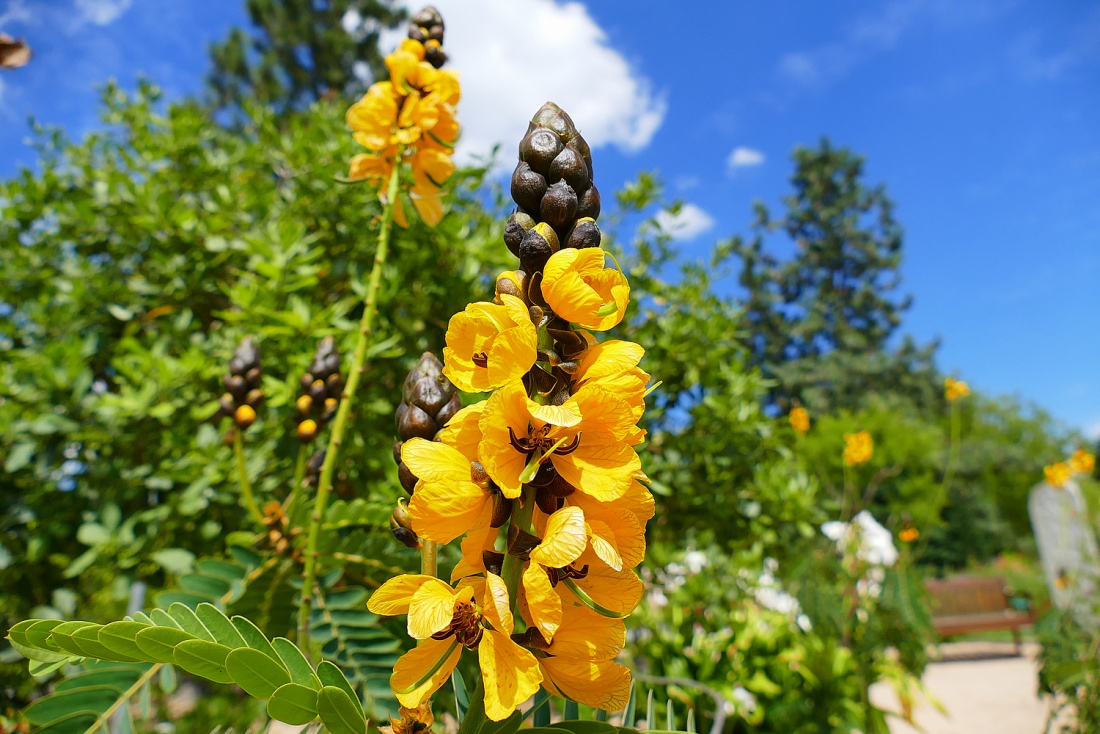 Foto: Martin Zehrer - Was ist das??? Gesehen im ÖKOLOGISCH-BOTANISCHEN GARTEN in Bayreuth... Unbedingt einen Ausflug wert! Eintritt frei, viel zeit mitbringen... ;-) 