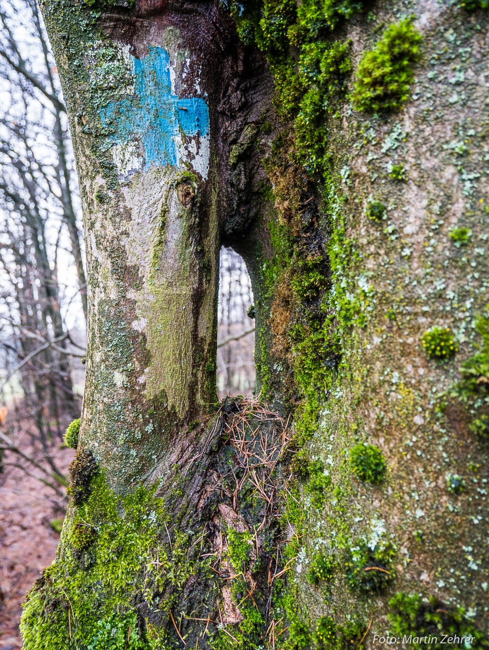 Foto: Martin Zehrer - Genauer hingeguckt - Ein interessantes Guckloch-Gebilde... Findet man auf dem Armesberg droben... ;-)<br />
<br />
Den dazugehörigen Baum findest Du ein Bild weiter zurück! 
