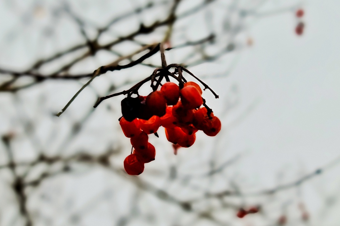 Foto: Jennifer Müller - Vogelbeeren... Ein farbintensives Überbleibsel des letzten Herbstes. 