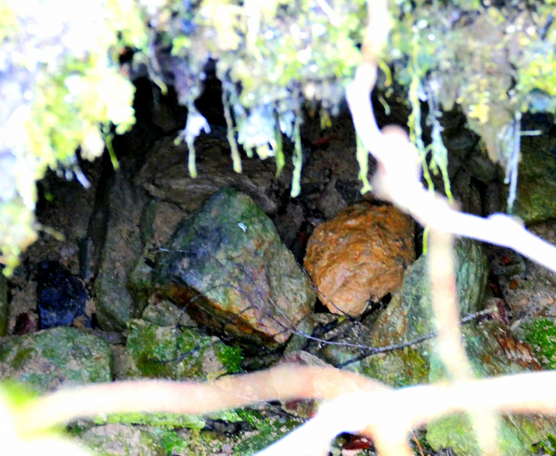 Foto: Martin Zehrer - Geheimnisvolle Höhle oder einfach nur ein eingestürzter Keller?<br />
Gesehen in einer Ruine, im Zisslerwald zwischen Godas und Zwergau  