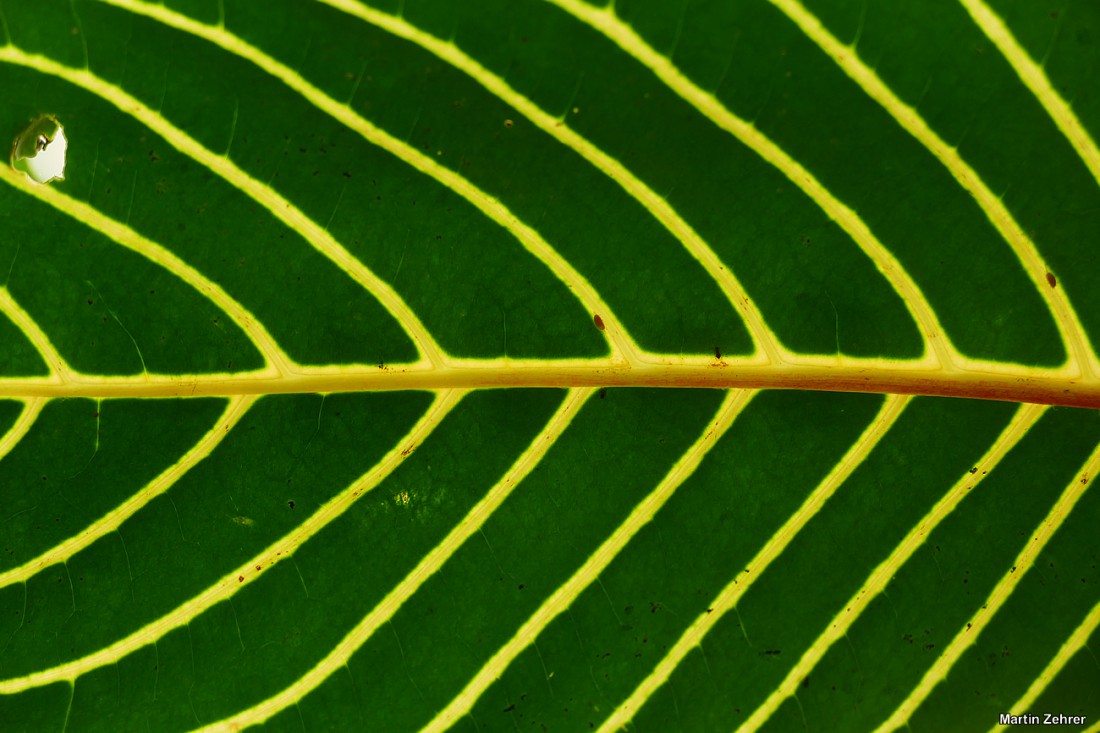 Foto: Martin Zehrer - Blatt-Muster im Ökologisch-Botanischen Garten in Bayreuth. Ausspannen in der Frühlingssonne. Die Blätter rauschen im Wind, Vögel zwitschern um die Wette, das Wasser pläts 