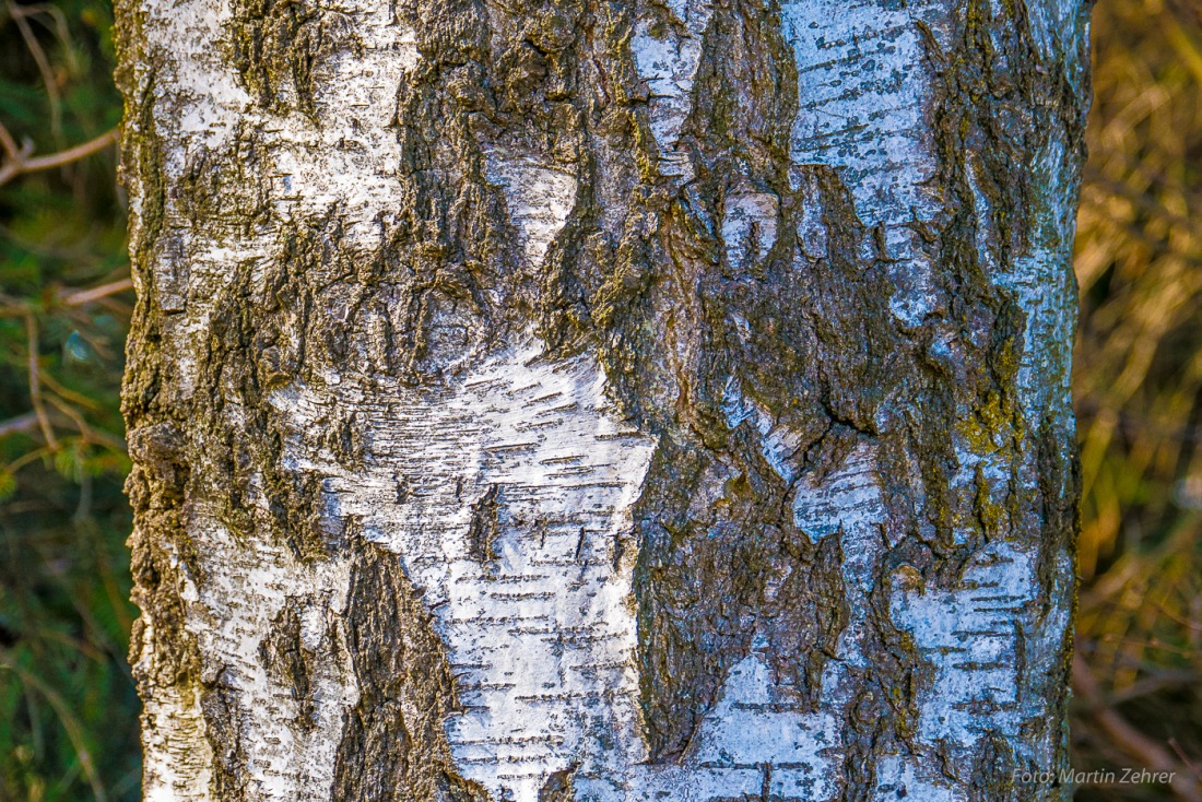 Foto: Martin Zehrer - Eine Birke bei Godas... 