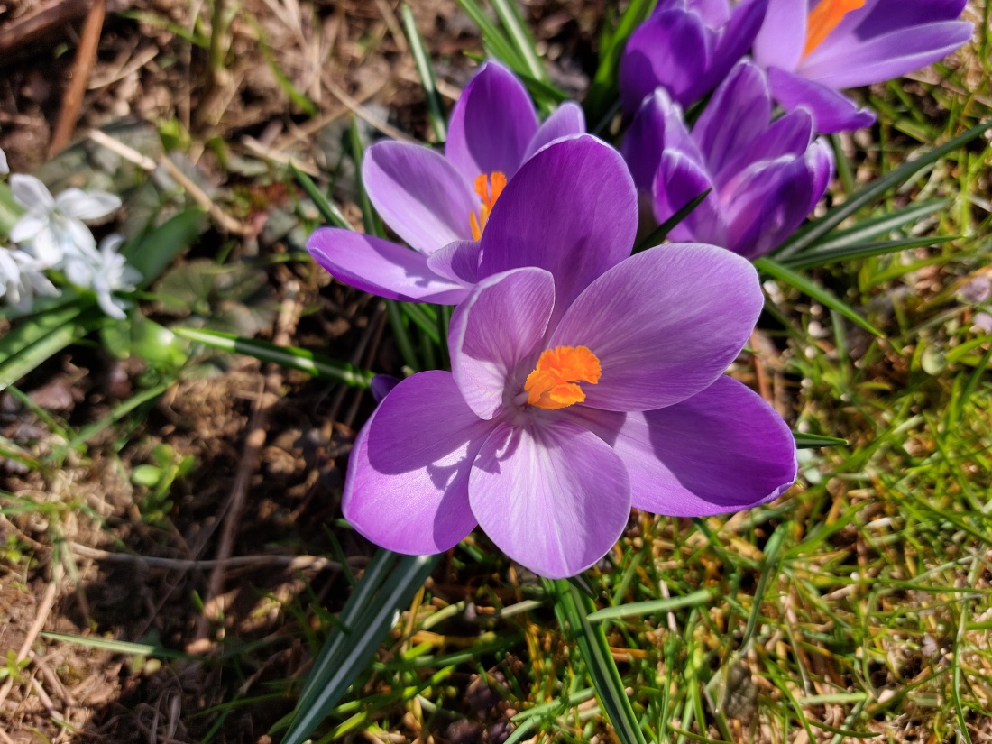 Foto: Martin Zehrer - Frühling am 25. März 2022 