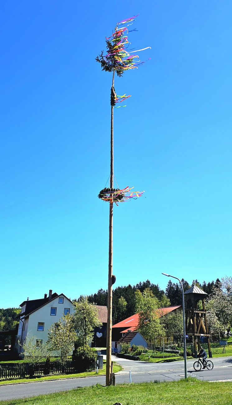 Godaser Maibaum 2026