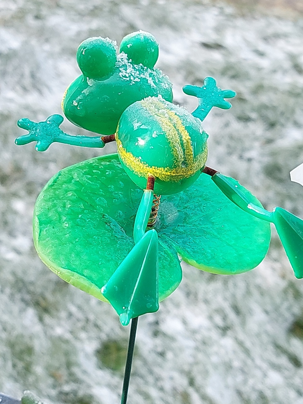 Foto: Martin Zehrer - Dieser fröhliche Winterfrosch hat sich wohl in einen eisigen Urlaubstraum verirrt und genießt den schneebedeckten Blumenkasten als sein persönliches Wellness-Center. Viel 