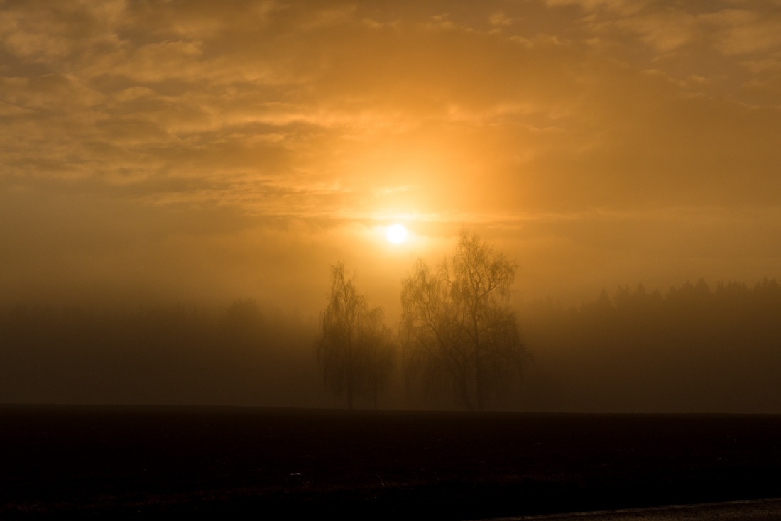 Foto: Martin Zehrer - Unglaublich vernebelte Früh-Sonnen-Baum-Feld-Morgen-Sonnen-Landschaft ;-) 