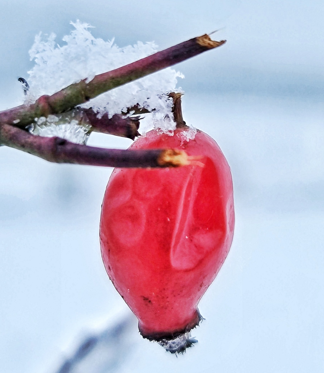 Foto: Jennifer Müller - Ein Farbklex im Winter-Wonderland...<br />
Entdeckt beim Spaziergang im Schneegestöber. <br />
 