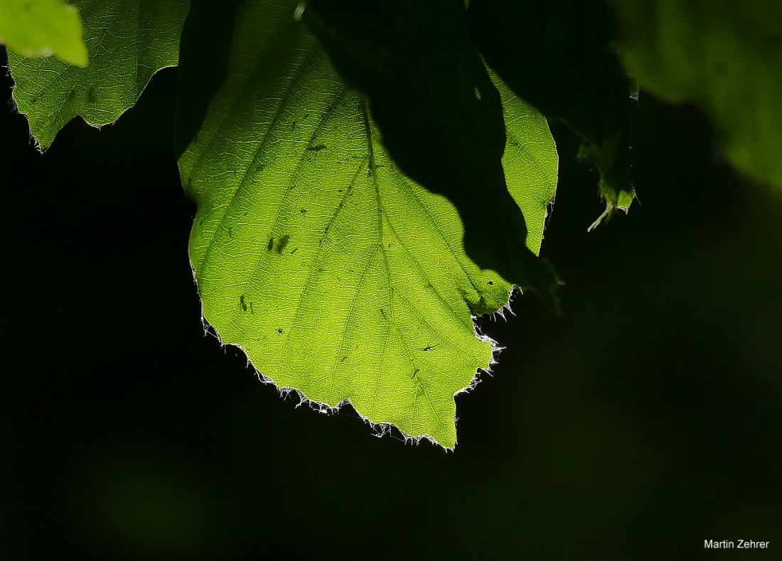 Foto: Martin Zehrer - Durchleuchtet - Ein Blatt im Sonnenschein. Dieses Foto stammt vom Zissler-Wald zwischen Godas und Zwergau. In diesem Stückchen Paradies lässt es sich gut wandern. Ein int 