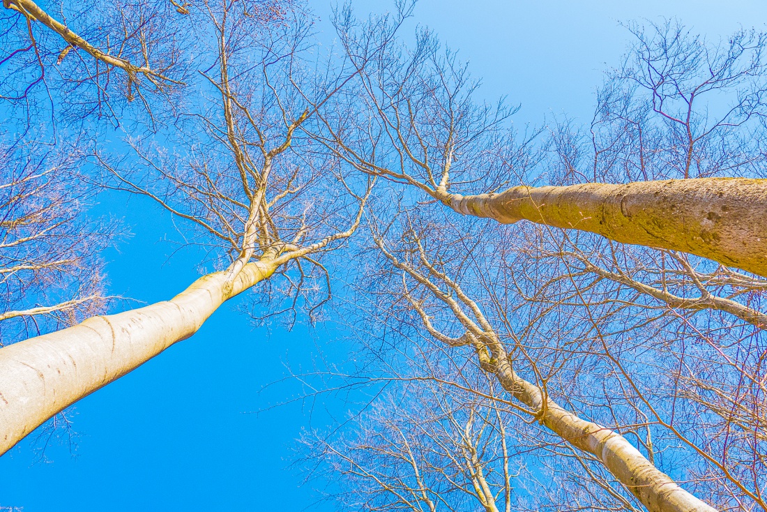 Foto: Martin Zehrer - Der Blick nach oben in den Himmel... Mächtige Buchen weilen im Wald um den Armesberg... 