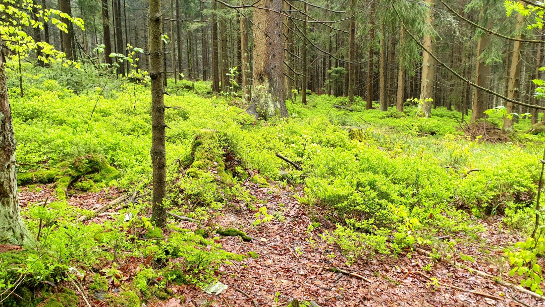 Foto: Martin Zehrer - Unterwegs im Fichtelgebirge... <br />
<br />
Das Wetter ist durchwachsen, mal Regen, mal Nebel... etwas frisch mit ca. 10 Grad ;-)<br />
<br />
27. Mai 2021 