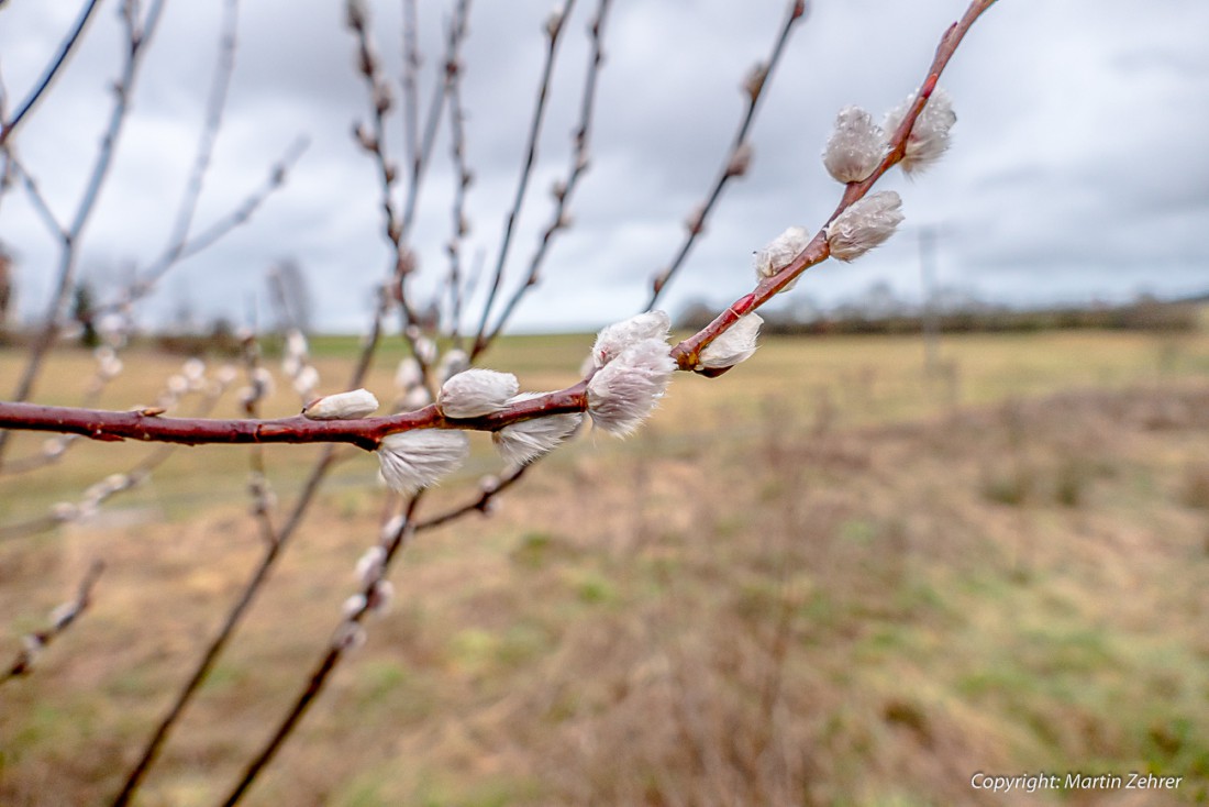 Foto: Martin Zehrer - Die Salweide (Salix caprea, Palmkätzchen), frühers auch  Saalweide geschrieben trieb bereits am 14. Februar 2016 in Hermannsreuth bei Ebnath aus.<br />
<br />
Der Frühling klopft d 