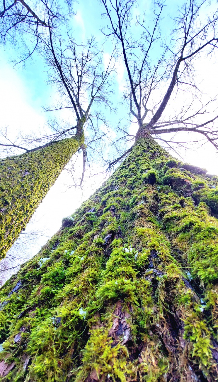 Foto: Martin Zehrer - Stehen in Kemnath...<br />
<br />
Bäume mit Moos auf der Rinde sind ein beeindruckender Anblick in der Natur. Das Moos wächst auf der feuchten Oberfläche der Baumrinde und kann ein 