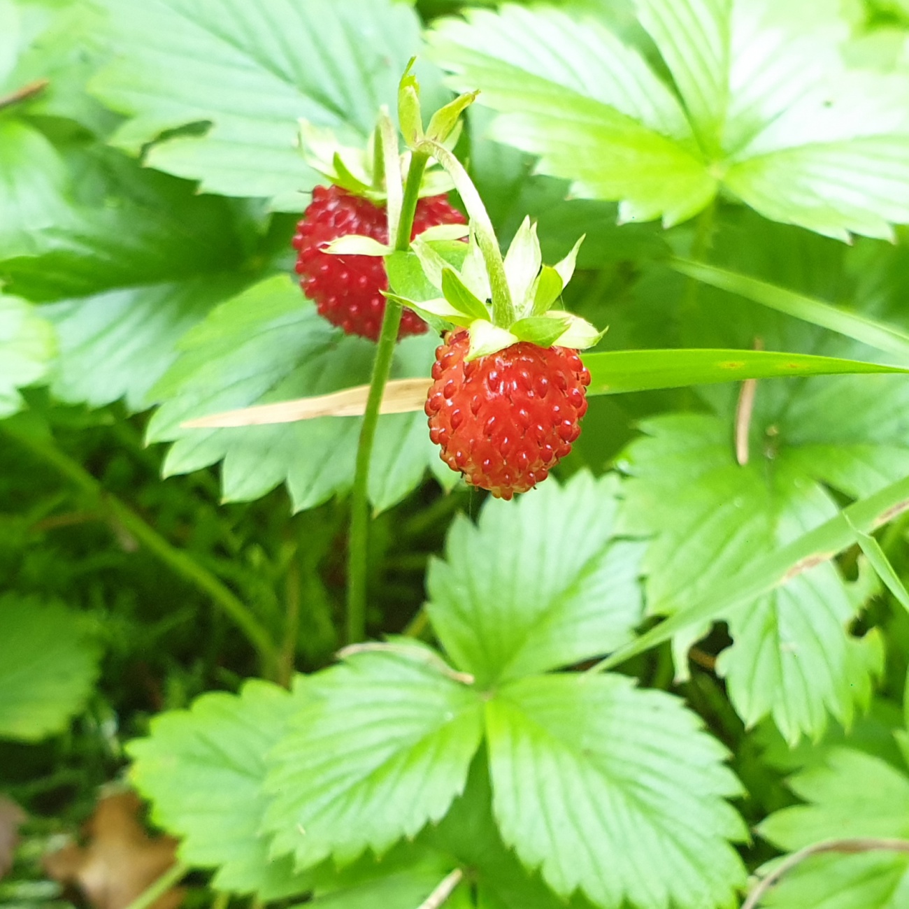 Foto: Martin Zehrer - Wilde Erdbeeren am Wegesrand - genascht beim Aufstieg zum Ochsekopf hoch... 