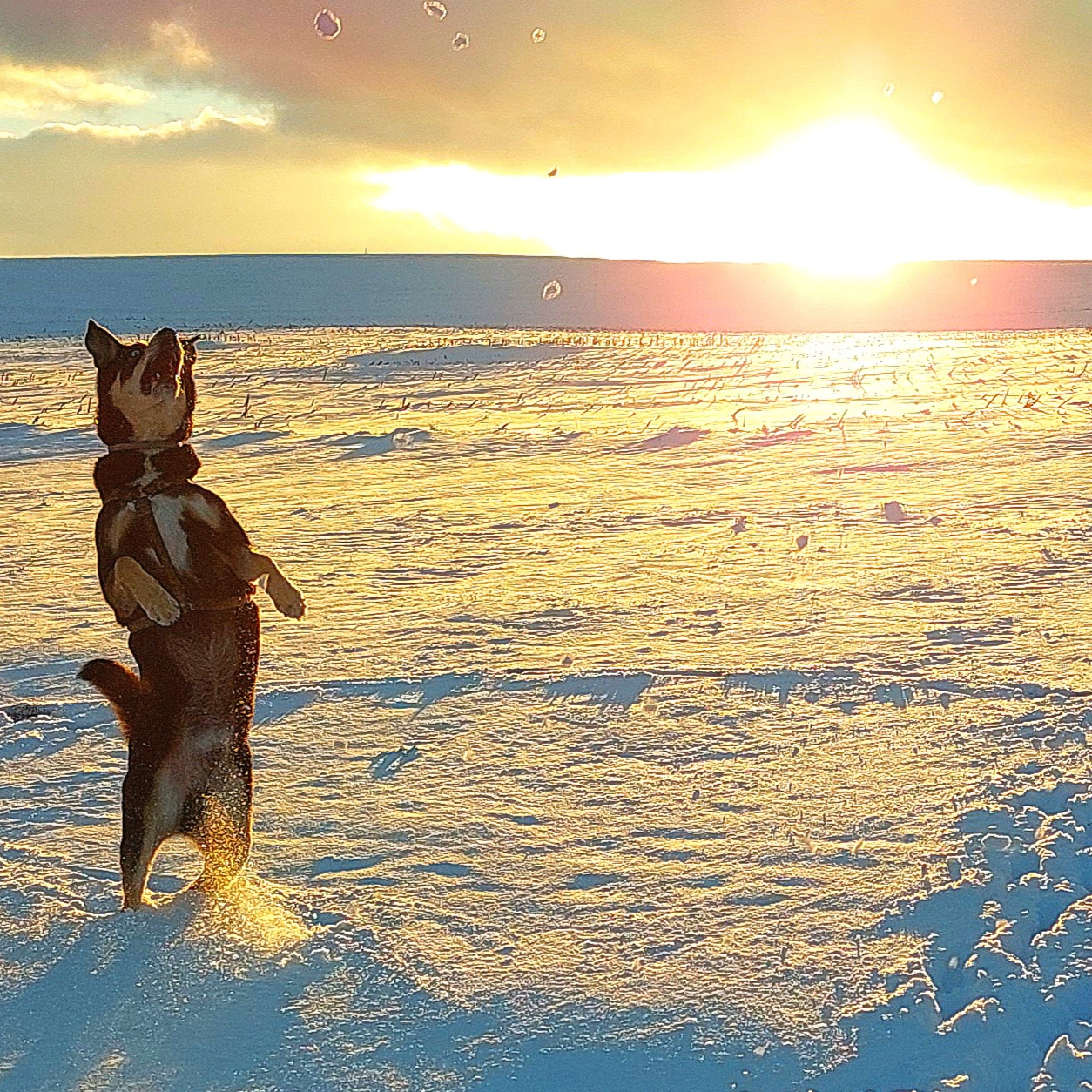 Frohnatur Vito im Schnee - Tanzen im Sonnenuntergang! :-)

-- VITO sucht sein Für-Immer-Zuhause! ---

Rasse: Vermutlich Australian Kelpie
Name des Hundes: VITO
Alter des Hundes: Ca. 2-3 Jahre
Fundort: Nähe der Sternwarte Tirschenreuth

Magische Augen! Treues Herz. Unbändiger Entdeckergeist.

Dürfen wir vorstellen? VITO - ein ganz besonderer Hund, der im Tierheim Tirschenreuth auf Menschen wartet, die genauso besonders sind wie er. Vito ist lebhaft, überaus intelligent und absolut treu.
Dennoch sollten sie ihn konsequent und erfahren durchs gemeinsame Leben führen. Wenn er mal eine enge Bindung aufgebaut hat, dann begleitet er seine Menschen mit wachem Verstand und großer Hingabe.

Sein Markenzeichen: zwei magische, verschiedenfarbige Augen - die nicht nur auffallen, sondern auch einen Blick in seine lebhafte, kluge und auch liebevolle Seele erlauben.

Das macht VITO aus:
Wasserliebhaber durch und durch - Vito liebt es, in Bächen und Pfützen zu plantschen.
Er liebt es auch, im Wald Löcher zu graben...

Spielkind mit Charme - Beim Stöckchenwerfen blüht er richtig auf und bringt voller Stolz seine Trophäen zurück.

Gehorsam und blitzgescheit - beherrscht bereits Kommandos wie Bei-Fuß, Sitz, Platz, Zu mir, Pfote - und das besondere Kommando "Zeige Baum", bei dem er sich mit V o r d e r pfoten senkrecht an einen Baum stellt.

Seine Energie erfordert  liebevolle Konsequenz, im Hundesport könnte er Ausdauer und Spaß am Lernen unter Beweis stellen.
Er liebt lange Spaziergänge und gemeinsame Abenteuer.

Lustiger Charakter - Vito bringt mit seiner fröhlichen Art Leichtigkeit in jeden Tag.

Wer passt zu VITO?
VITO sucht aktive, liebevolle Menschen mit Hundeerfahrung oder der Bereitschaft, gemeinsam mit ihm zu lernen. Er liebt Bewegung, Beschäftigung und klare Strukturen - ein Leben an der Seite naturverbundener Menschen entspräche genau seinem Traum.

Für Kinder ist Vito aufgrund seines Temperaments nicht geeignet.

Wenn Sie glauben, dass Sie und VITO ein perfektes Team sein könnten, dann melden Sie sich bei uns.
Gerne können sie Vito kennenlernen und mit ihm eine "Wanderung" durch unsere wunderschöne Landschaft unternehmen.

Kontaktieren Sie das Tierheim Tirschenreuth für ein erstes Kennenlernen.

VITO wartet. Auf Sie. Auf ein neues Kapitel voller Liebe und Abenteuer.

Kontakt:

Tierheim Tirschenreuth
Kreistierschutzverein Tirschenreuth e. V.
Mooslohe 2
95643 Tirschenreuth
Tel.: 0 96 31 / 23 55
E-Mail: info@tierheim-tirschenreuth.de