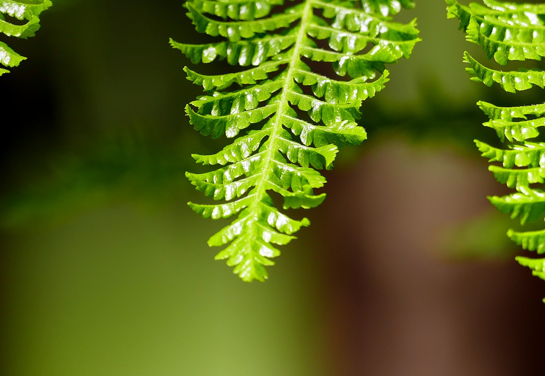 Foto: Martin Zehrer - Ökologisch-Botanischen Garten in Bayreuth. Ausspannen in der Frühlingssonne. Die Blätter rauschen im Wind, Vögel zwitschern um die Wette, das Wasser plätschert im kleinen 