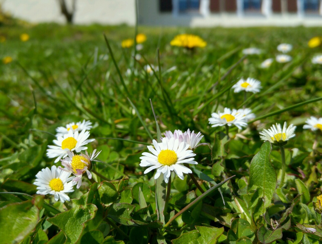 Foto: Martin Zehrer - Gänseblümchen :-) 