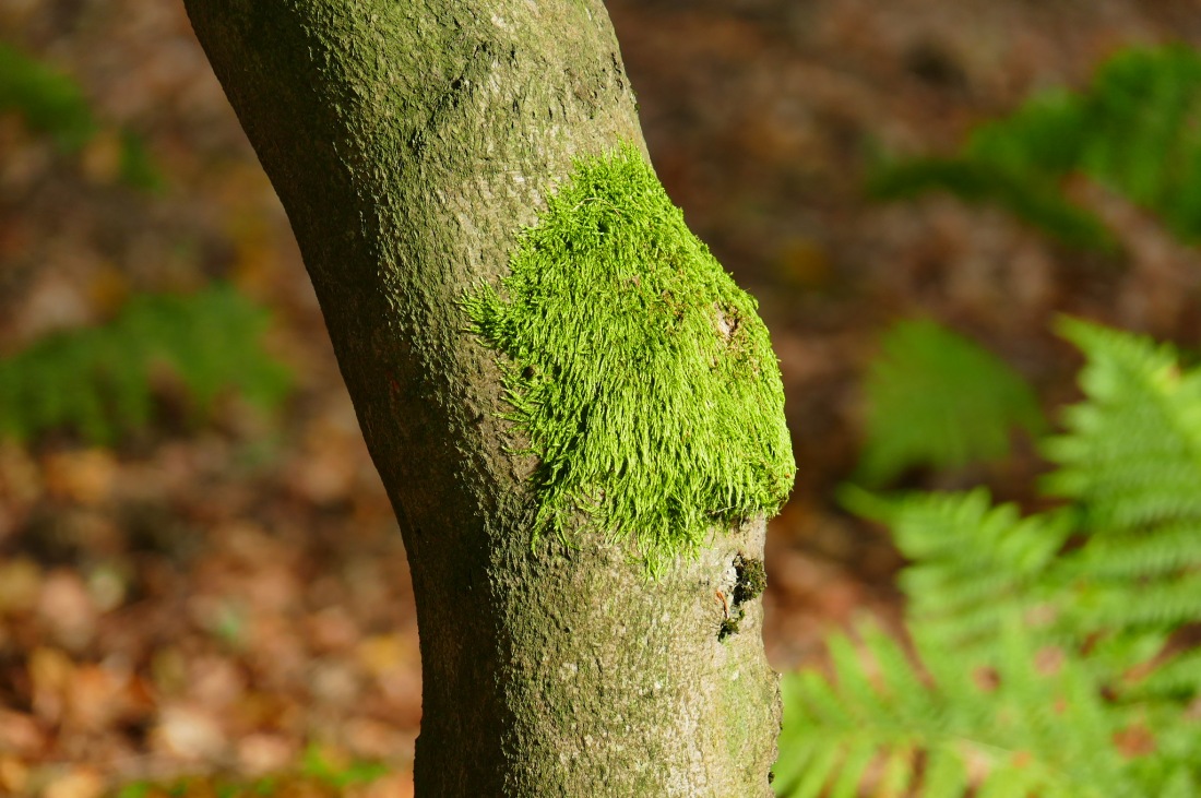 Foto: Martin Zehrer - Wandern im Steinwald <br />
<br />
Interessante Details: Moos am Baumstamm 