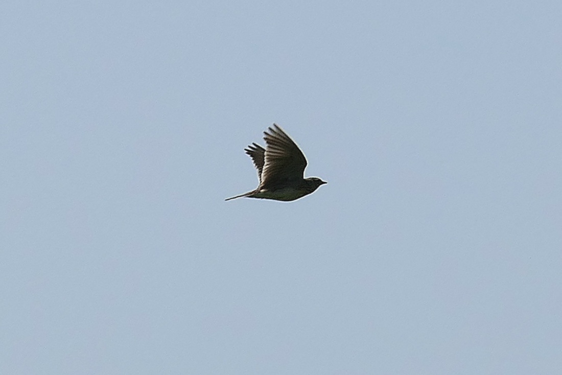 Foto: Martin Zehrer - Eine Feldlerche im Flug, gesehen am Armesberg. <br />
<br />
 