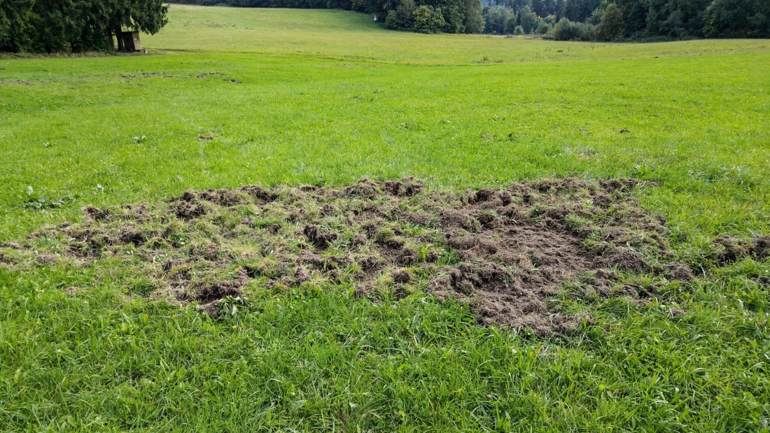 Foto: Martin Zehrer - War hier die Wildsau unterwegs? Mehrere Qudratmeter große, umgewühlte, Flächen sind auf einer Wiese unterhalb des Armesbergs zu sehen.<br />
Scheinbar suchte hier eine ganze W 