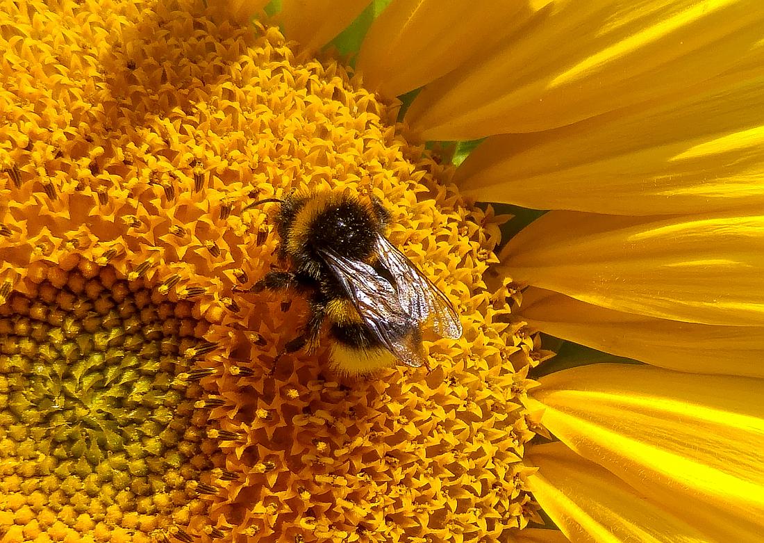 Foto: Martin Zehrer - Eine Hummel auf einer Sonnenblume in Hermannsreuth bei Köstlers... :-) 