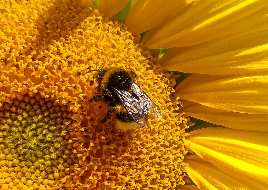 Foto: Martin Zehrer - Eine Hummel auf einer Sonnenblume in Hermannsreuth bei Köstlers... :-) 