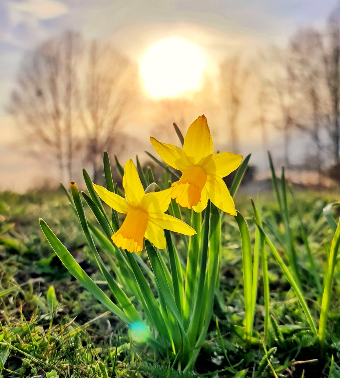 Foto: Jennifer Müller - Osterglöckchen in der Abendsonne 