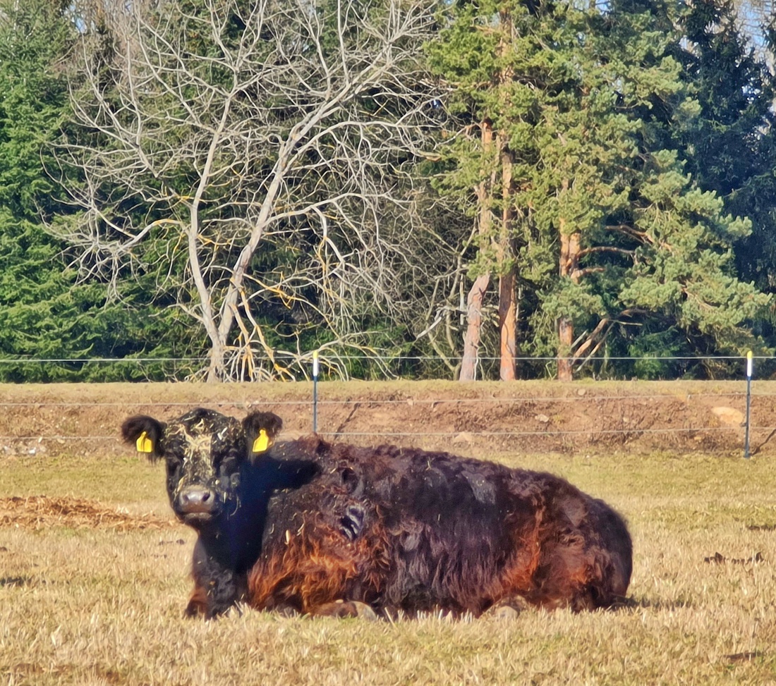 Foto: Jennifer Müller - Unterwegs rund um die Tauritzmühle... Auch die Galloway-Rinder lassen sich die Sonne auf den Pelz scheinen ;-) 