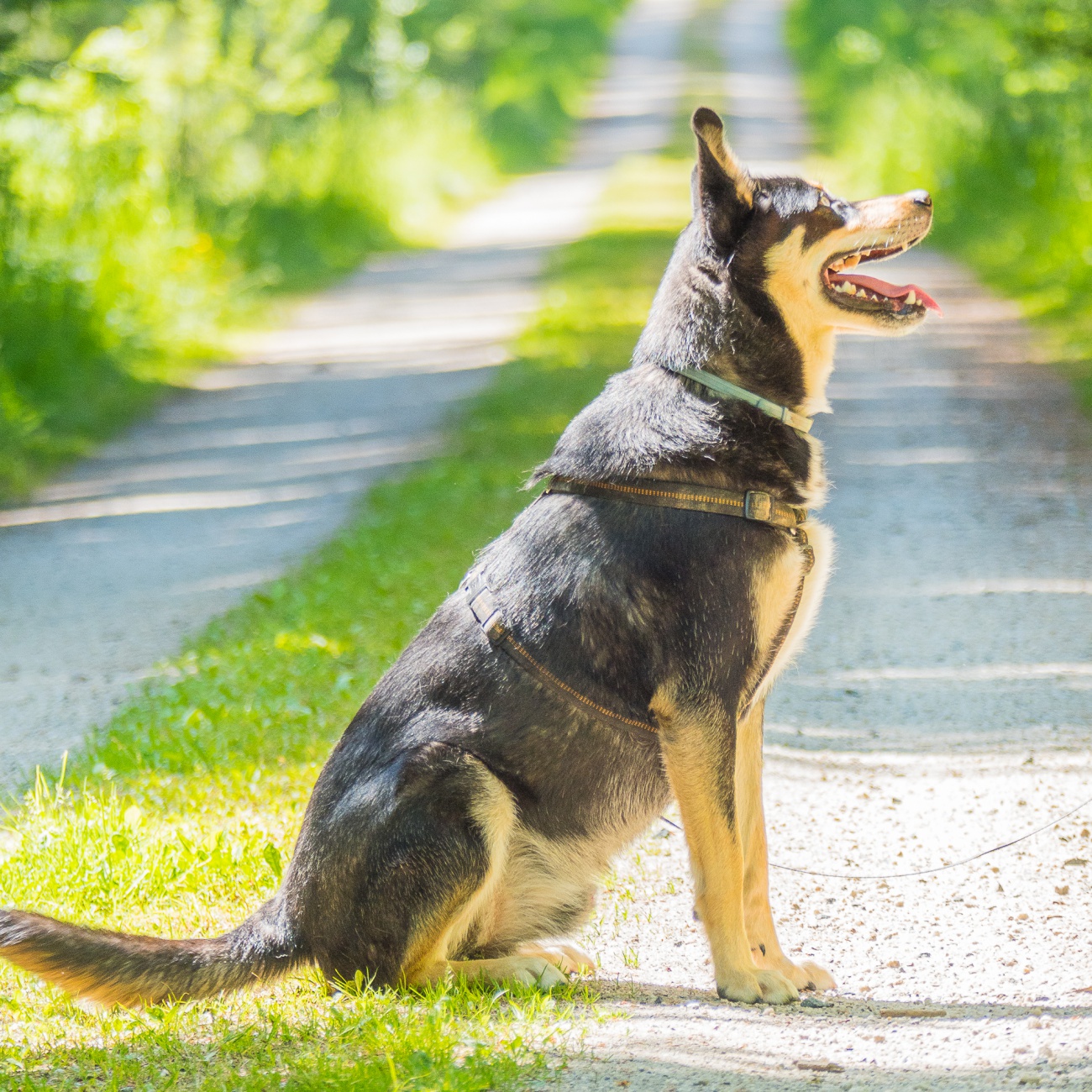 Foto: Martin Zehrer - --- VITO sucht sein Für-Immer-Zuhause! ---<br />
<br />
Rasse: Vermutlich Australian Kelpie<br />
Name: VITO<br />
Alter: Ca. 2-3 Jahre<br />
Fundort: Nähe der Sternwarte Tirschenreuth<br />
<br />
Magisch 