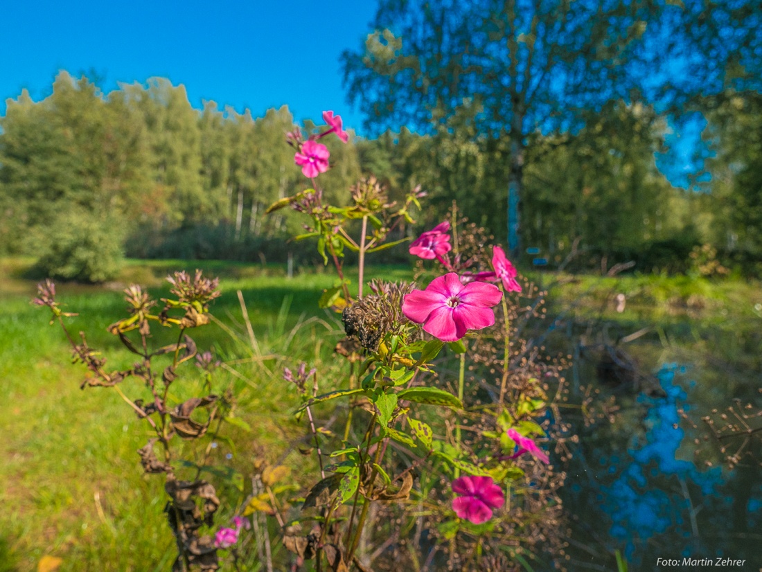 Foto: Martin Zehrer - Radtour nach Godas - Zwischenstopp am Weiher... Wer kennt diese Blume? ;-) 