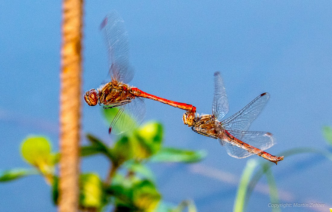 Foto: Martin Zehrer - Ein unglaubliches Foto: Zwei Libellen bei der Paarung in der Luft. Akrobatisch surren diese Insekten durch die Luft. Mit ihren zackigen Flugmanövern schwirren sie über di 