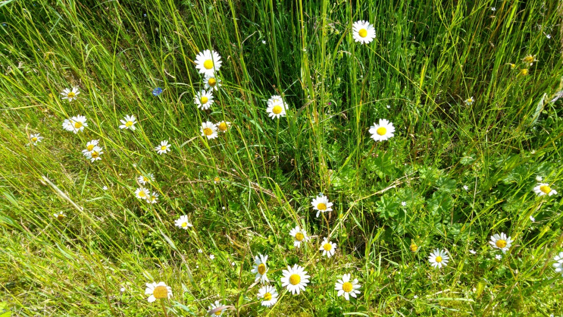 Foto: Martin Zehrer - Mach die Augen auf und genieße... Blumen am Wegesrand. Mit dem Fahrrad nimmst Du die Umgebung anderst war ;-)<br />
Gesehen am Weg zwischen Berndorf und Immenreuth... 