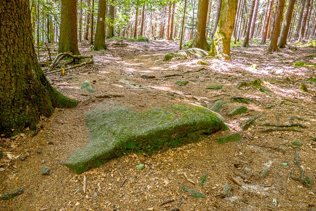 Foto: Martin Zehrer - Wandern im STEINwald. Lauter Steine im Waldboden. Jetzt erklärt sich auch, warum der Steinwald Steinwald heißt. 